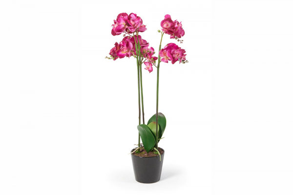 Orchidées Clara, rose, 80 cm