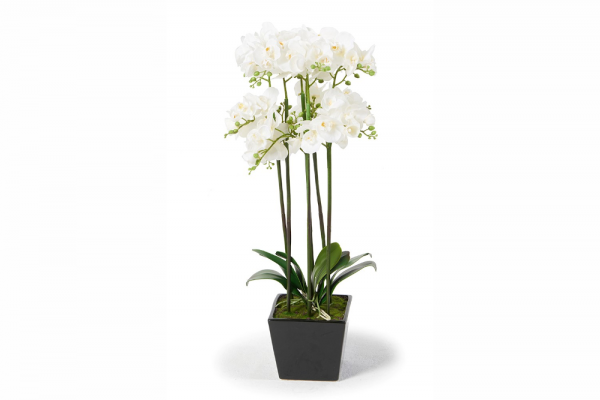 Orchidées Joséphine, blanc 83 cm