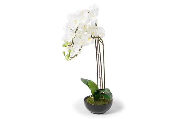 Orchidées Louise, blanc, 75 cm